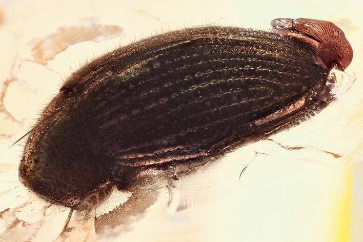 Detailed Fossil Beetle (Ptinidae) in Baltic Amber #335654